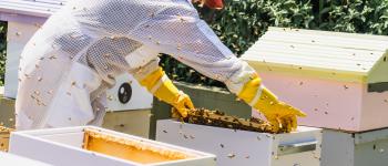 Apiculture